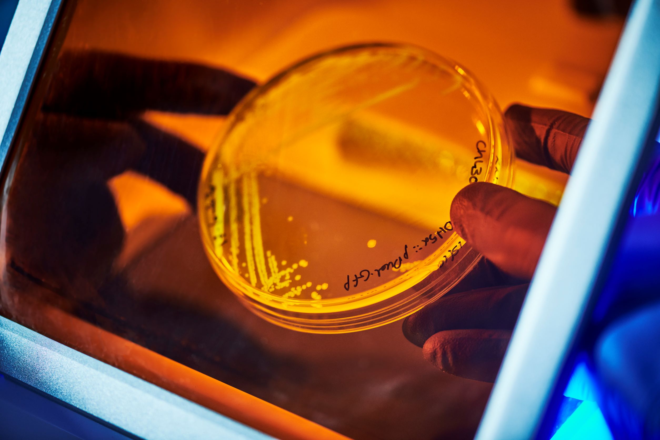 Scientist with a petri dish showing things growing