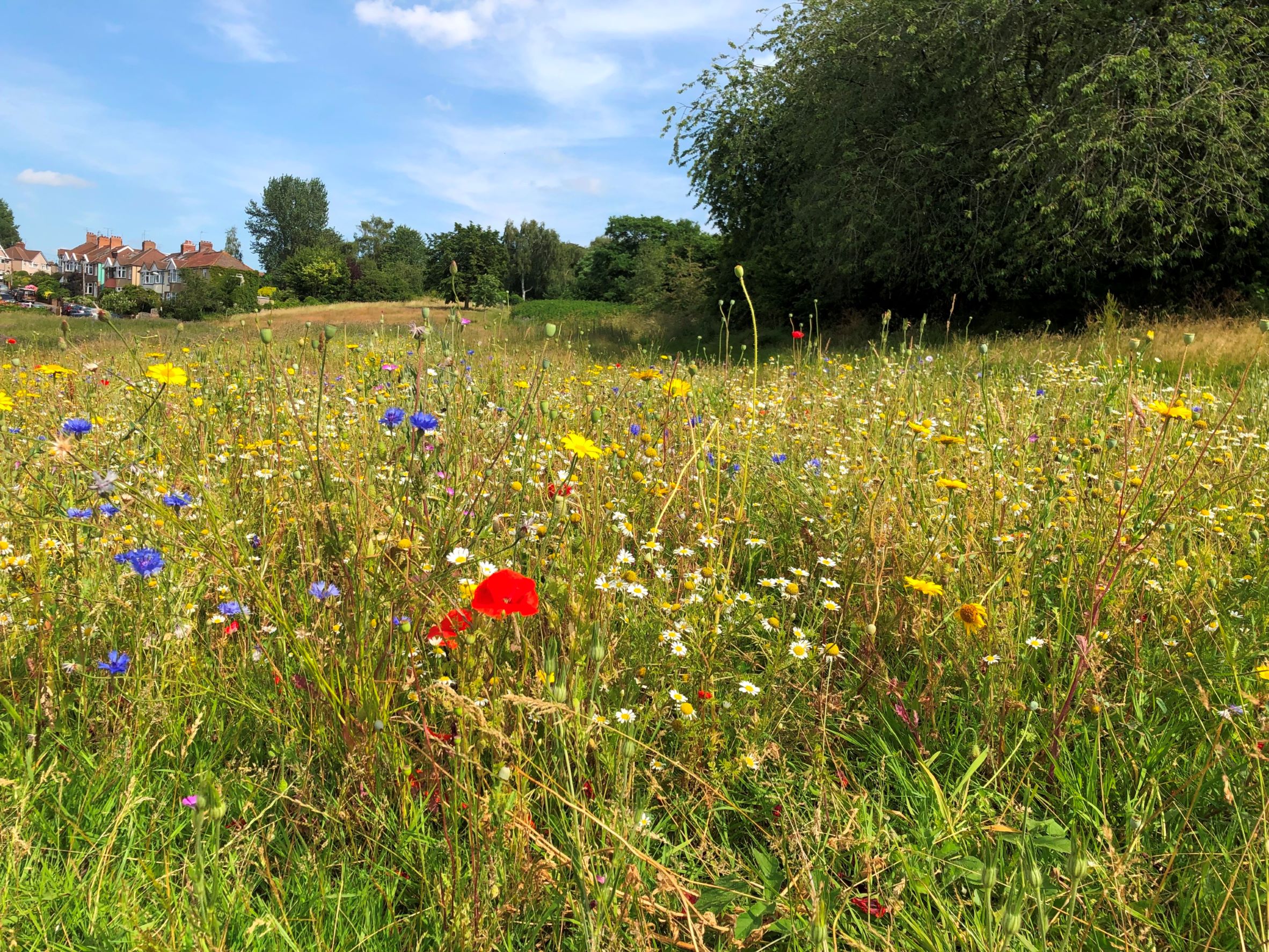 Wildflowers in a park in Bristol