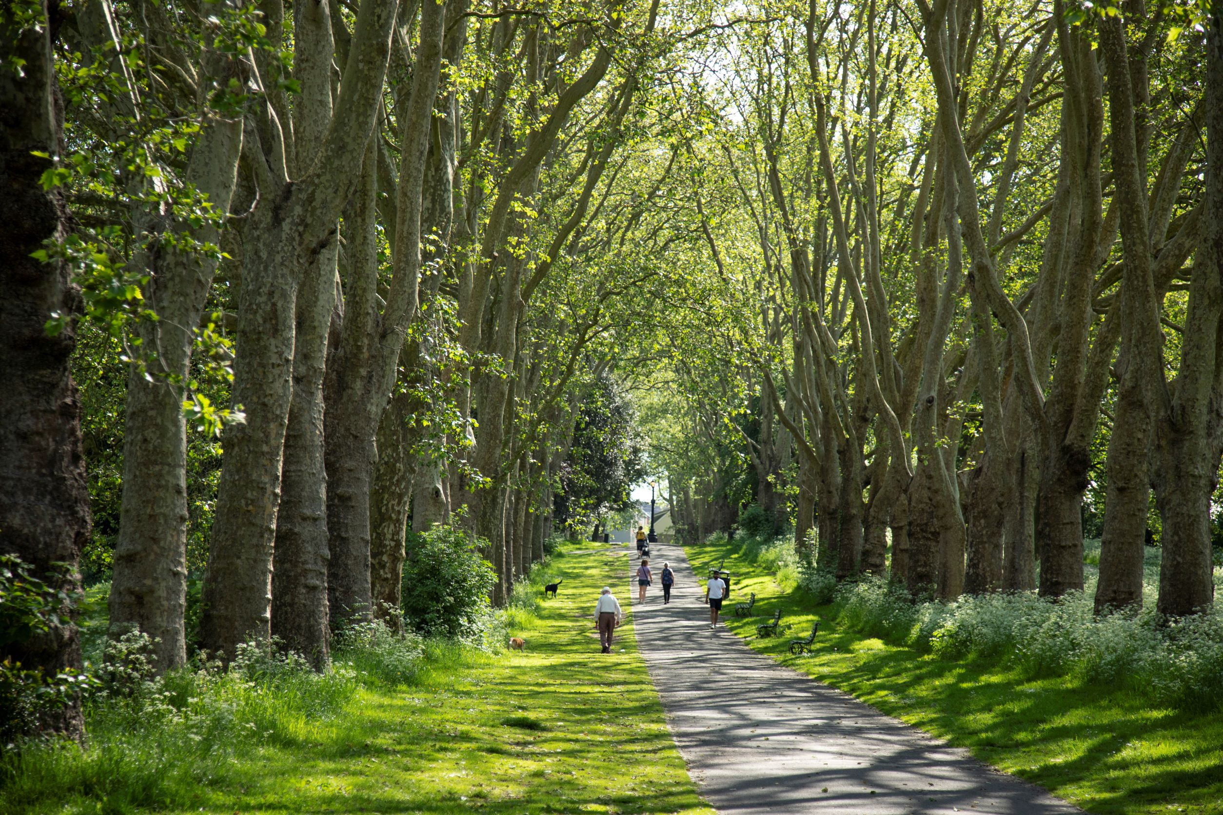 St Georges Park showing trees and dappled light on the pathway with dog walkers in the distance